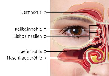 Anatomie Nasennebenhöhlen
