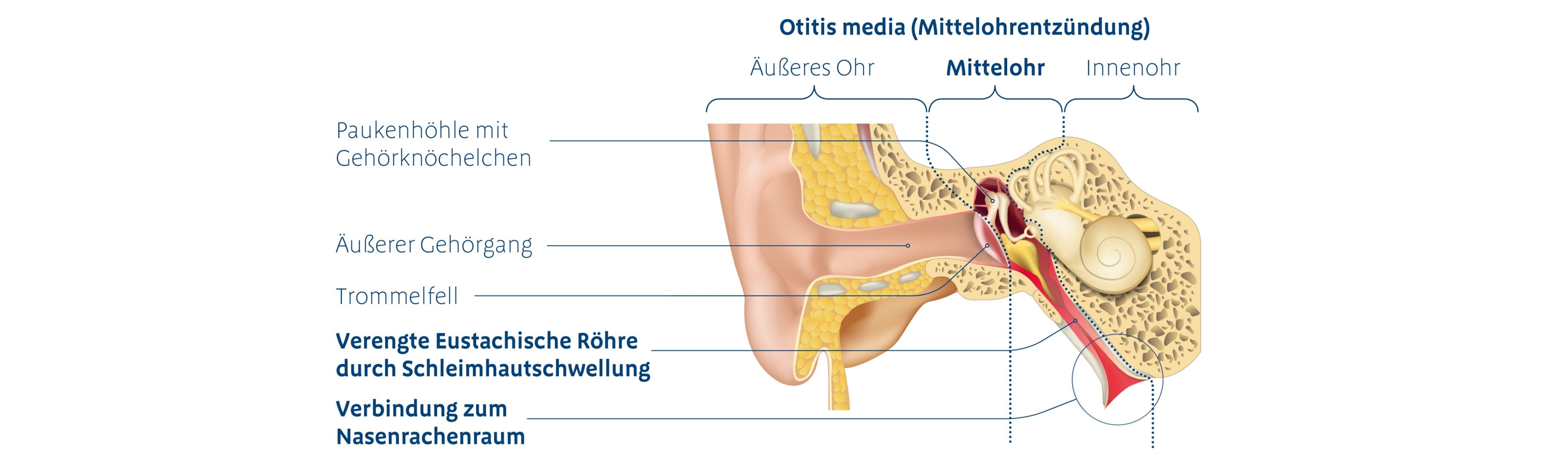 Anatomie Gehörgang